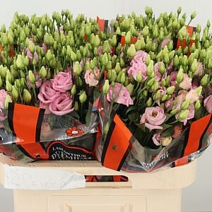 Eustoma Rosita Bright Pink 70 cm – produkt Uviažto