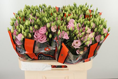 Eustoma Rosita Bright Pink 70 cm Eustoma Rosita Bright Pink 70 cm – produkt Uviažto