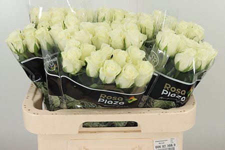Ruža Alpe D’huez 60 cm – produkt Uviažto