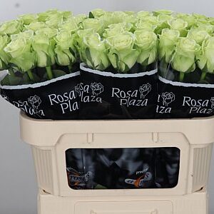 Ruža Noelle 70 cm – produkt Uviažto