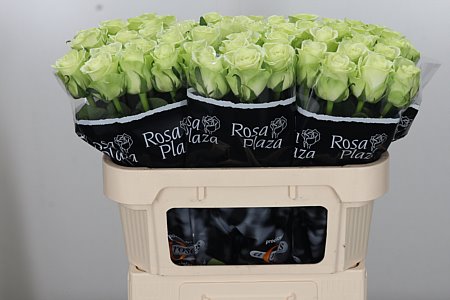 Ruža Noelle 70 cm – produkt Uviažto