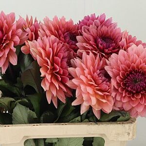 Dahlia Sweet Sanne 60 cm – produkt Uviažto
