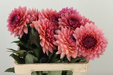 Dahlia Sweet Sanne 60 cm – produkt Uviažto