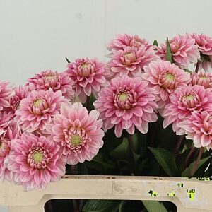 Dahlia Cranberry Twist 50 cm – produkt Uviažto