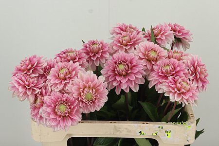 Dahlia Cranberry Twist 50 cm – produkt Uviažto