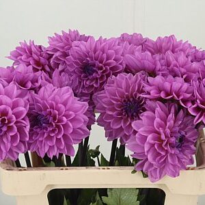 Dahlia Toledo Mirador 55 cm – produkt Uviažto