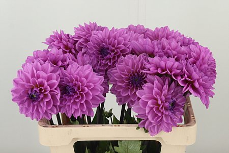 Dahlia Toledo Mirador 55 cm – produkt Uviažto