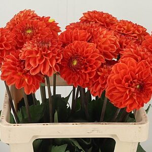 Dahlia Tropical Summer 55 cm – produkt Uviažto