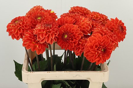 Dahlia Tropical Summer 55 cm – produkt Uviažto
