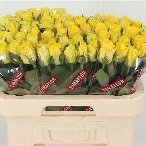Ruža Good Times 60 cm – produkt Uviažto