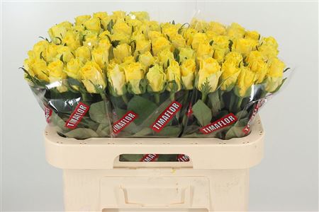 Ruža Good Times 60 cm – produkt Uviažto