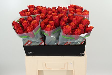 Ruža Espana 60 cm – produkt Uviažto