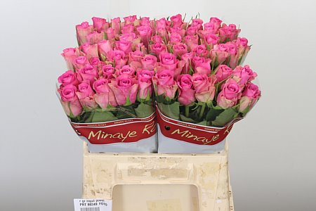 Ruža Royal Jewel 40 cm – produkt Uviažto