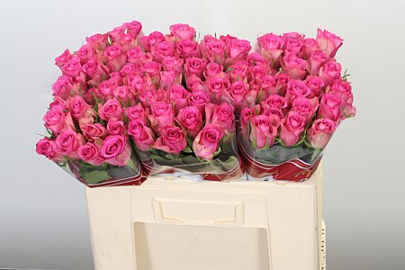 Ruža Royal Jewel 50 cm – produkt Uviažto