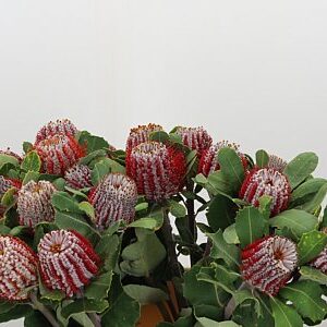 Banksia Coccinea 40 cm – produkt Uviažto