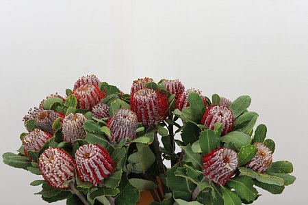 Banksia Coccinea 40 cm Banksia Coccinea 40 cm – produkt Uviažto