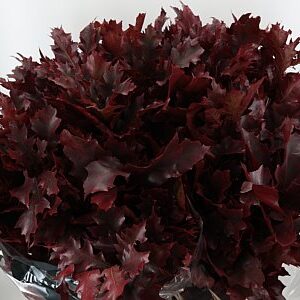 Quercus Dyed Bordeaux 60 cm – produkt Uviažto