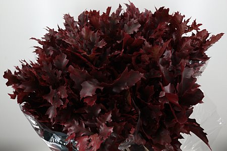 Quercus Dyed Bordeaux 60 cm Quercus Dyed Bordeaux 60 cm – produkt Uviažto