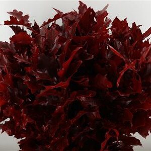 Quercus Dyed Bordeaux 80 cm – produkt Uviažto