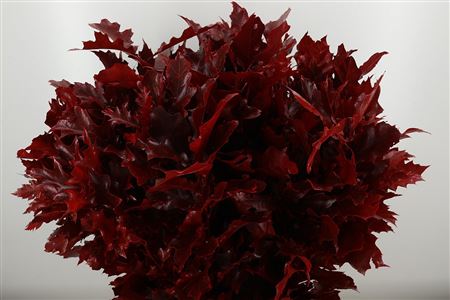 Quercus Dyed Bordeaux 80 cm Quercus Dyed Bordeaux 80 cm – produkt Uviažto