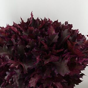 Quercus Dyed Frst. Rubra Erica 80 cm – produkt Uviažto