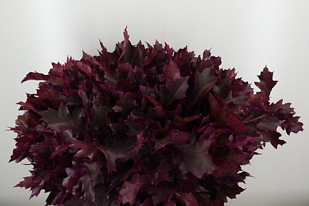 Quercus Dyed Frst. Rubra Erica 80 cm Quercus Dyed Frst. Rubra Erica 80 cm – produkt Uviažto