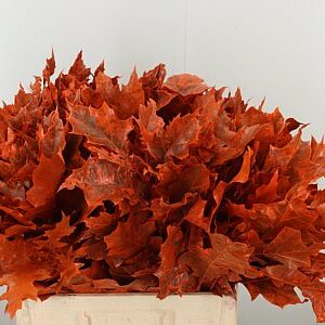 Quercus Dyed Frst. Rubra Orange 60 cm – produkt Uviažto