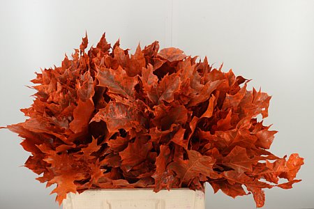 Quercus Dyed Frst. Rubra Orange 60 cm Quercus Dyed Frst. Rubra Orange 60 cm – produkt Uviažto