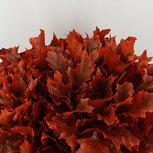 Quercus Dyed Frst. Rubra Orange 80 cm – produkt Uviažto
