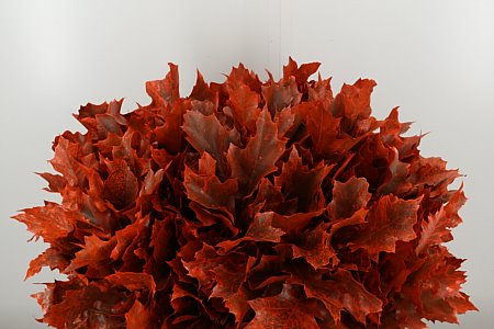 Quercus Dyed Frst. Rubra Orange 80 cm Quercus Dyed Frst. Rubra Orange 80 cm – produkt Uviažto