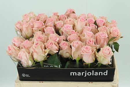 Ruža Sweet Dolomiti 50 cm – produkt Uviažto