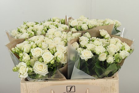 Ruža Josephine 50 cm Ruža Josephine 50 cm – produkt Uviažto