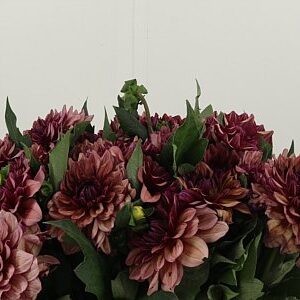 Dahlia Creme De Cognac 40 cm – produkt Uviažto