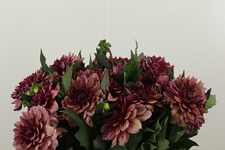 Dahlia Creme De Cognac 40 cm – produkt Uviažto