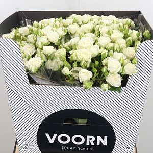 Ruža Josephine 70 cm – produkt Uviažto