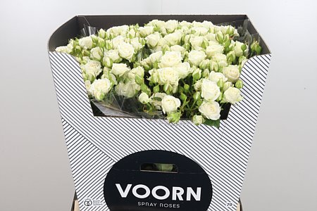 Ruža Josephine 70 cm Ruža Josephine 70 cm – produkt Uviažto