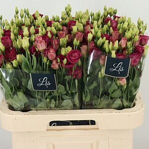 Eustoma Arosa Red 70 cm