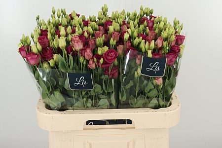 Eustoma Arosa Red 70 cm – produkt Uviažto