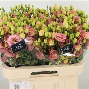 Eustoma Sabrina Orange 70 cm