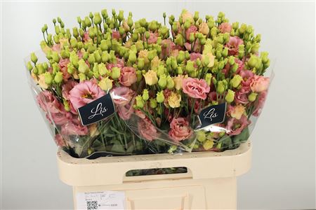 Eustoma Sabrina Orange 70 cm Eustoma Sabrina Orange 70 cm – produkt Uviažto