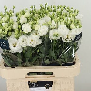 Eustoma Alissa Pure White 70 cm