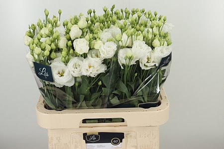 Eustoma Alissa Pure White 70 cm Eustoma Alissa Pure White 70 cm – produkt Uviažto