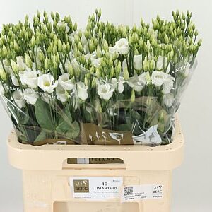 Eustoma Piccolo White 70 cm