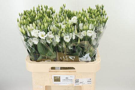 Eustoma Piccolo White 70 cm Eustoma Piccolo White 70 cm – produkt Uviažto
