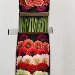 Gerbera Pomponi Mix 45 cm – produkt Uviažto
