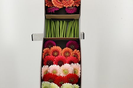 Gerbera Pomponi Mix 45 cm Gerbera Pomponi Mix 45 cm – produkt Uviažto
