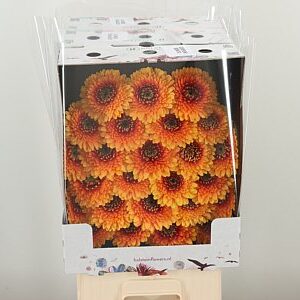 Gerbera Pomponi Bonita 50 cm – produkt Uviažto