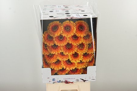 Gerbera Pomponi Bonita 50 cm – produkt Uviažto