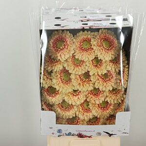 Gerbera Pomponi Bebob 50 cm – produkt Uviažto