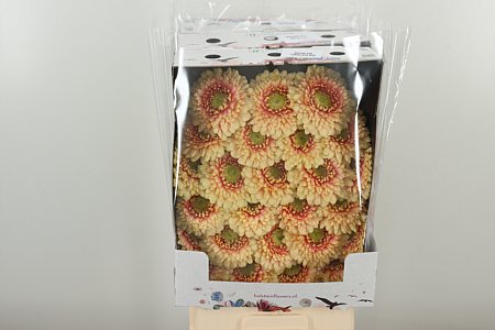Gerbera Pomponi Bebob 50 cm – produkt Uviažto